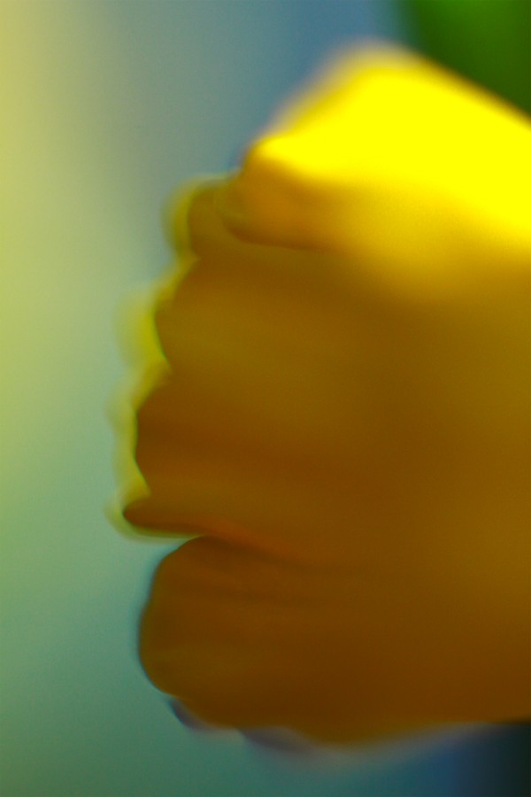 macro expressionism, nature photography, daffodils, carlin felder, abstract photography